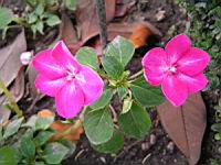 Impaciente - Impatiens hybride, cv Fanciful melange (fam Balsaminacees) (Tropical) (3) (Photo F. Mrugala)